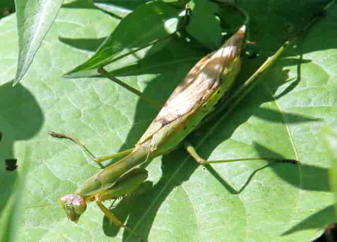 昆虫図鑑・オオカマキリ